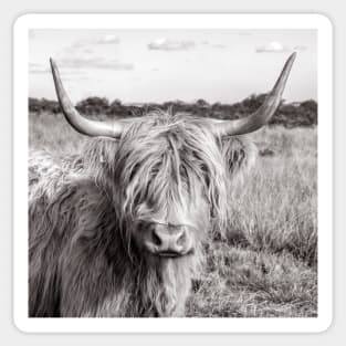 Highland Cow Sticker